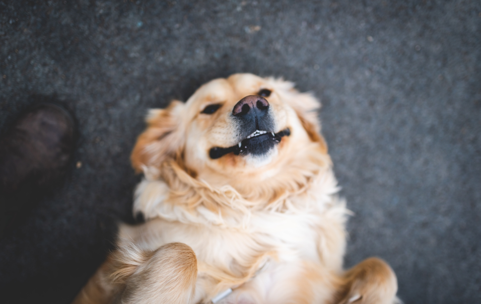 If social media were a dog, it'd be a Golden Retriever.